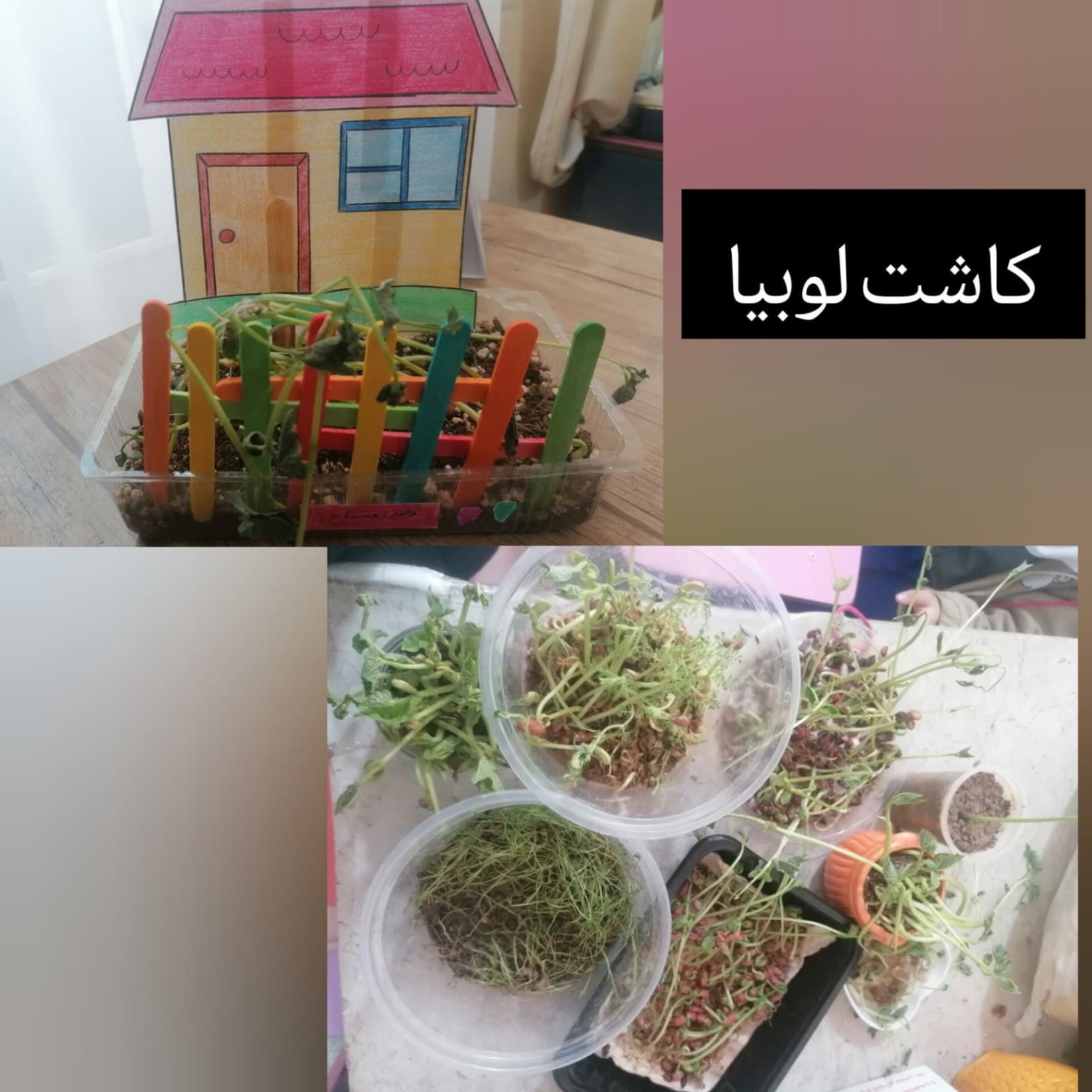 کاشت لوبیا کلاس اول